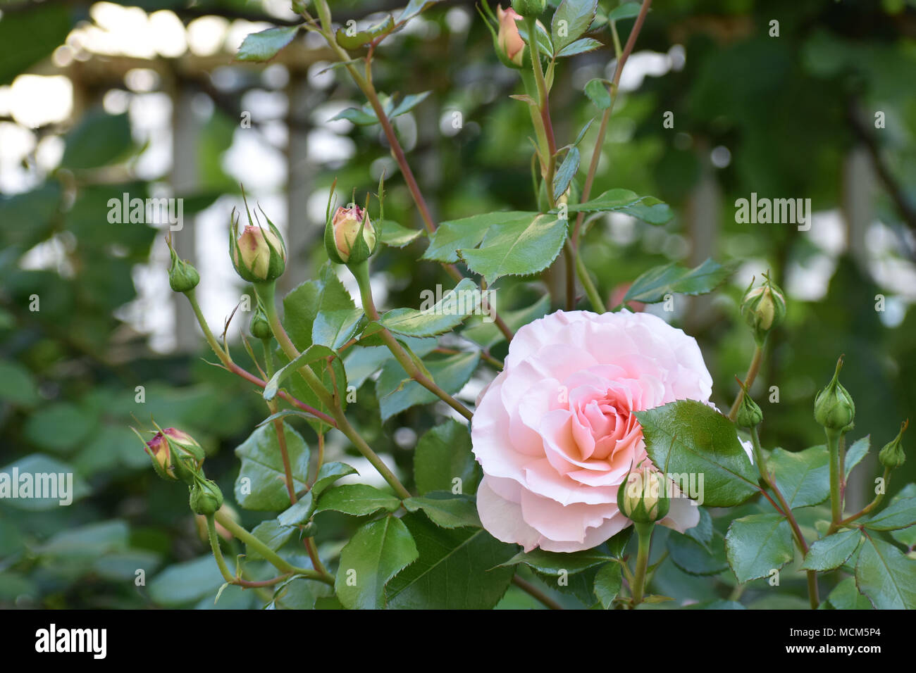 Light Pink Rose Surrounded by Buds Stock Photo