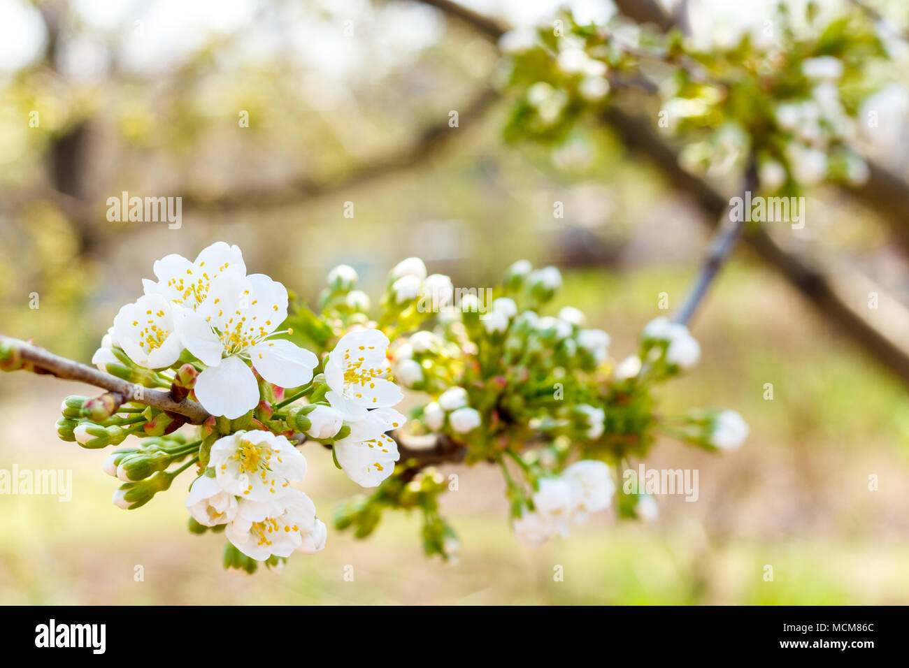 Blooming Cherry Tree. cherry begins to blossom. Stock Photo