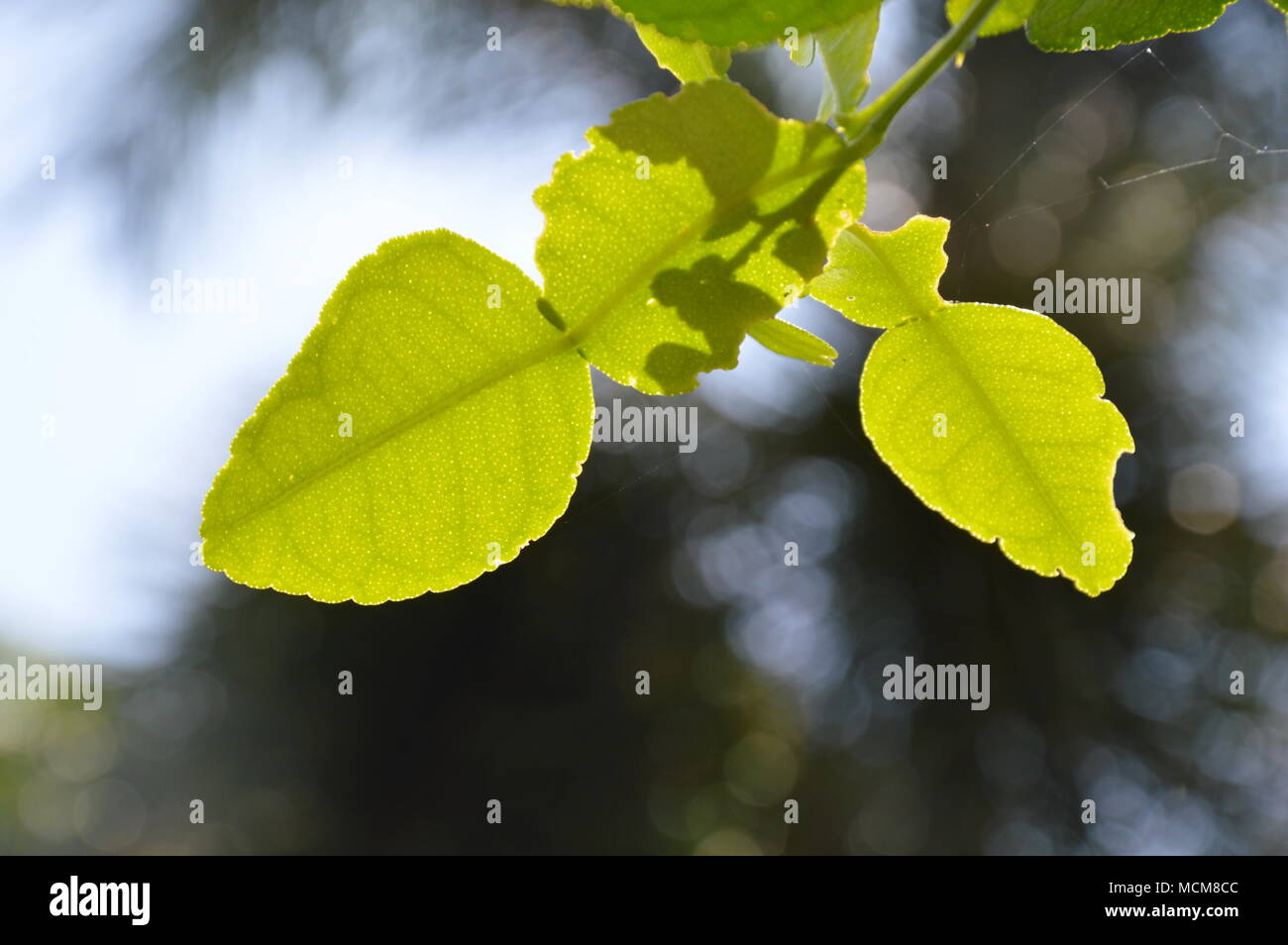 lemon leaf on sky background in morning Stock Photo