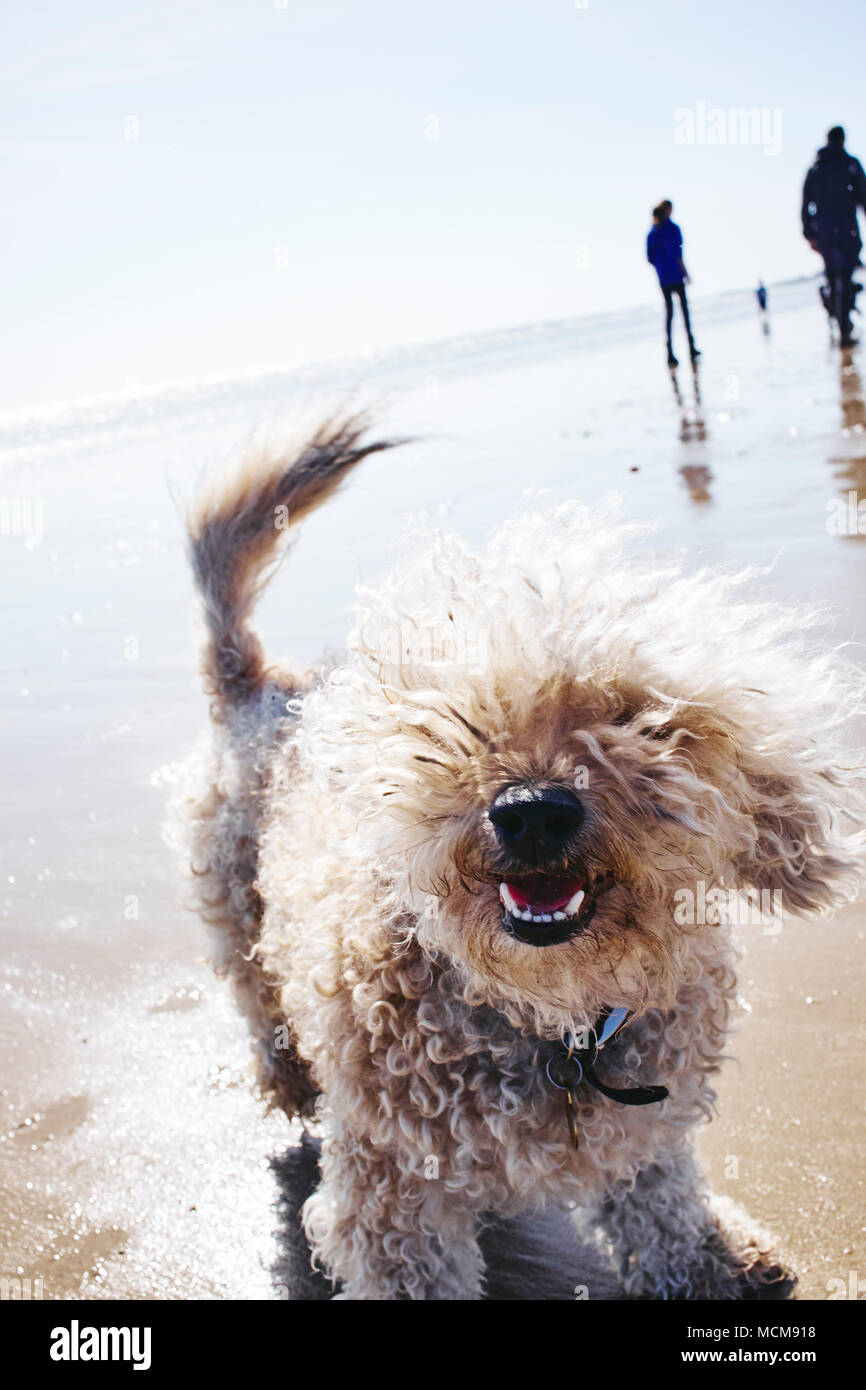 A cheeky happy dog on a walk at the coast Stock Photo