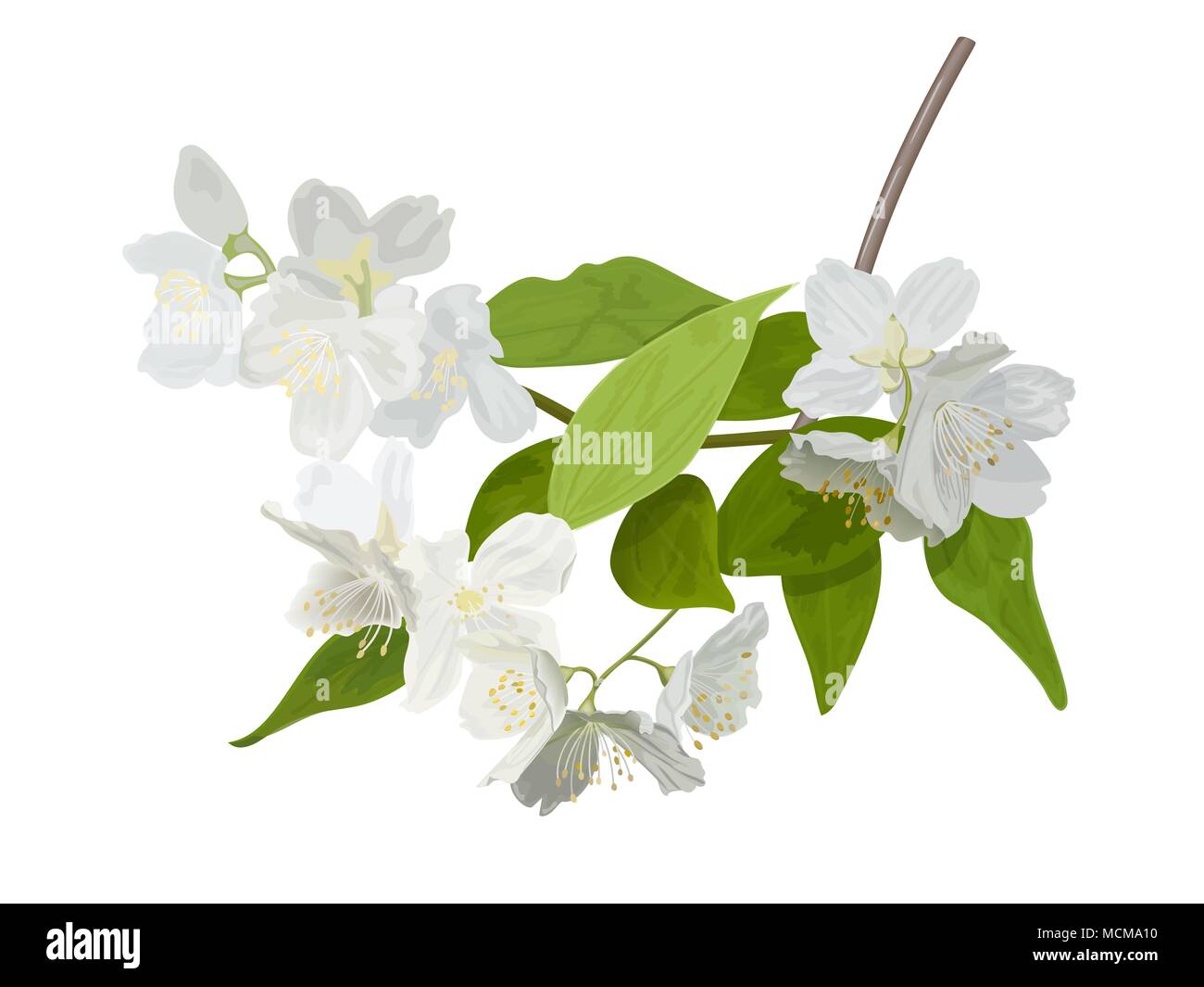 The blossoming season. Blooming tree with delicate white flowers. Twig with flower buds. Stock Vector