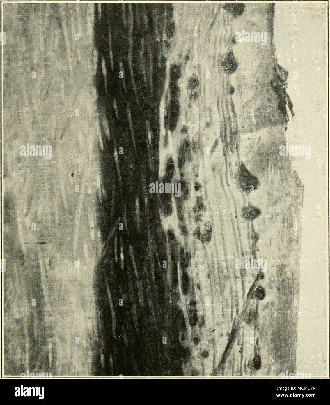 . Fis. 64 Red Ring Disease. Longitudinal Section of Segment OF Stem
