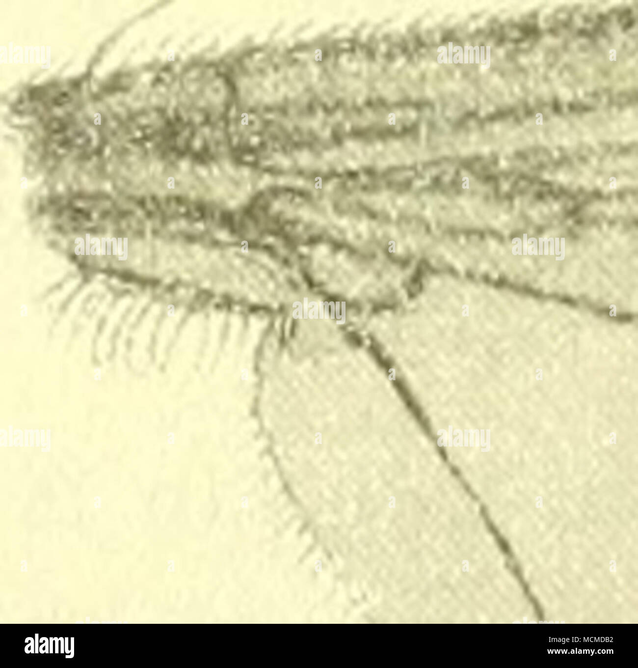 . Fig. 4. Flügel von l'aracUus fusi/'urniis. 18 : 1. 10 lielcroHcurtis Macq. Vi Dipt- cxot suppl. IV 128. 5 tab XII tig. 10  Dolkliopus] (1849) America sept. Diese Ait ist die Ty})e zu unserer Gattung Paraclius. Es ist wahrscheinlich, daß Bigot eine jrac(iuart.sche Tj'pe besaß, als er seine (iattung aufstellte; aber auch wenn eine solche Type nicht vorhanden •sein sollte und wir die Art im männlichen Geschlecht mit Sicherheit nicht mehr sollten feststellen können, wird die Gattung Paraclius doch durch Macquart's Beschreibung und Figuren gekennzeichnet sein und von Pelasfoneurus ausreichend a Stock Photo