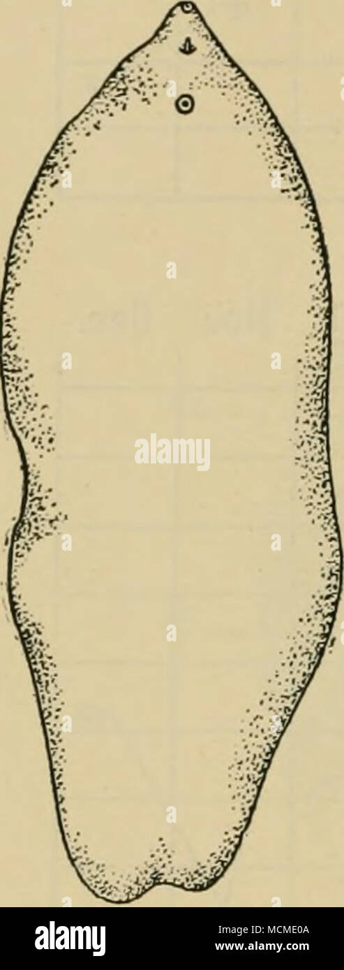 . Fig. 160.—The large American fluke {Fasciola magna), natural size. (Stiles, Annual Eeport, U.S.A. Bureau of Agricul- ture, 1901.) Stock Photo