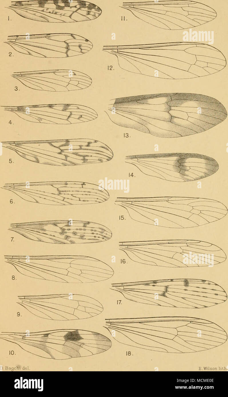 Tipulid hi-res stock photography and images - Alamy