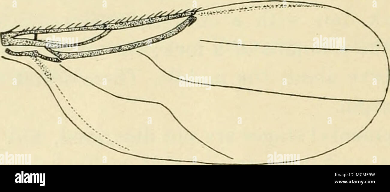 . Fig. 130. Wing of M. galeata &lt;^. at each side more forwards, in the middle between the eye-margin and the median furrow, and fmally there are four forwards directed supra- antennal bristles; thus there are in all 16 (or 14) bristles. Antennæ small, brown or blackish brown, arista distinctly pubescent. Palpi brownish, large, flat, much widened towards the end, with about three long bristles. Thorax black, dull, with brownish pubescence and one pair of dorsocentral bristles. Scutellum with two bristles. Abdomen black, dull, with a little paler hind margins to the segments; it is apparently  Stock Photo