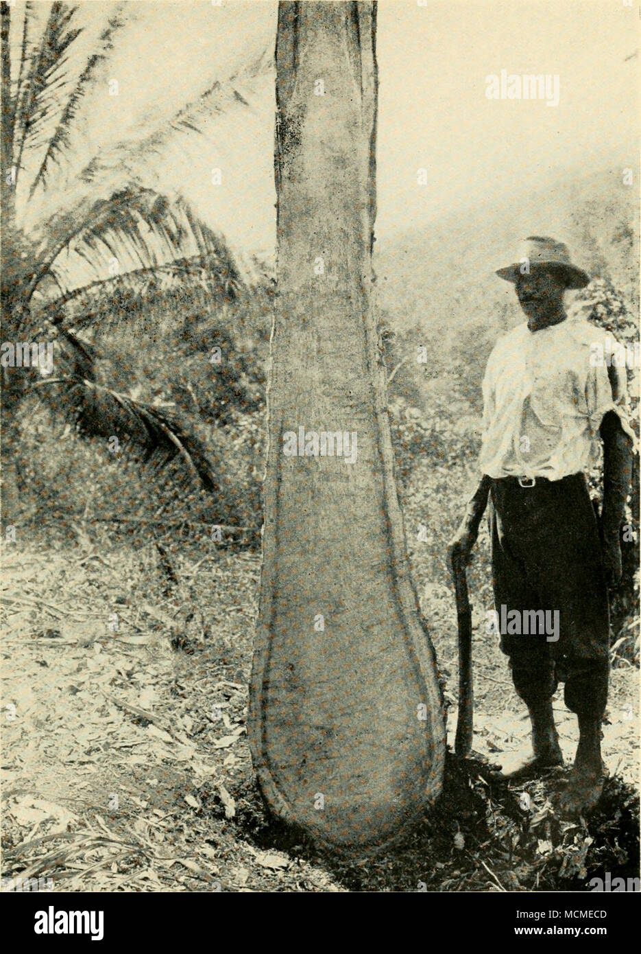 . Fig. 63 Red Ring Disease Median Section of Infested Tree Stock Photo