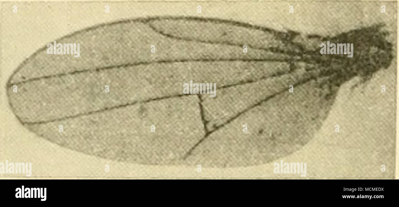 . Fig. 12. Ilythea invenata, n. sp., wing. Fio-. 13. Psilopa nitidissima, n. sp., wing. Psilopa, Fallen. Psilopa Fallen, Dipt. Suec., Hydromyz., (1823), p. 7. 24. Psilopa nitidissima, n. sp. This species is very closely related to the Palaearctic species P. compta Meigen; it is however much more shining, being brilliant green with coppery or purplish reflections instead of pure green. In the description given comparison is made with P. compta. Head similar in form, chtetotaxy etc. including the antennae, except for being brilliantly shining. / Thorax. Similar; scutellum more swollen at the sid Stock Photo