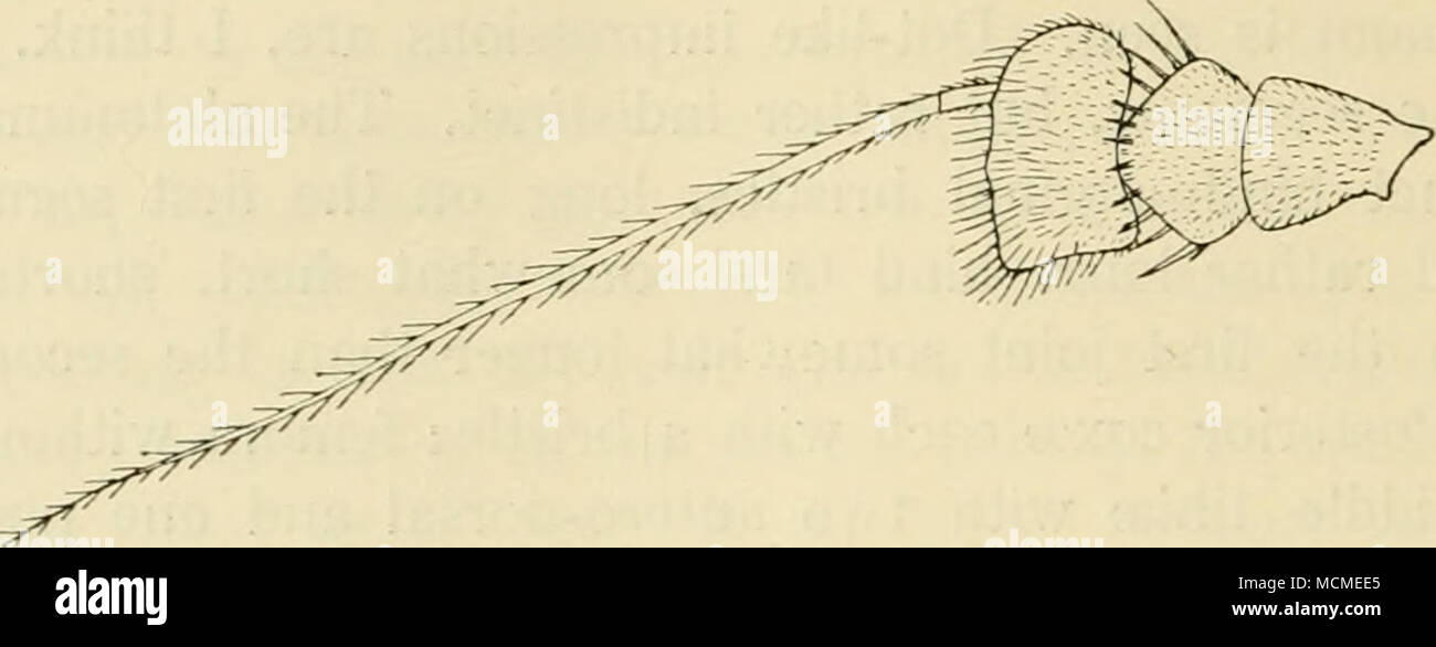 . Fig. 124. Antenna of X ornaf MS c?. 115. grey pruinose; postocular