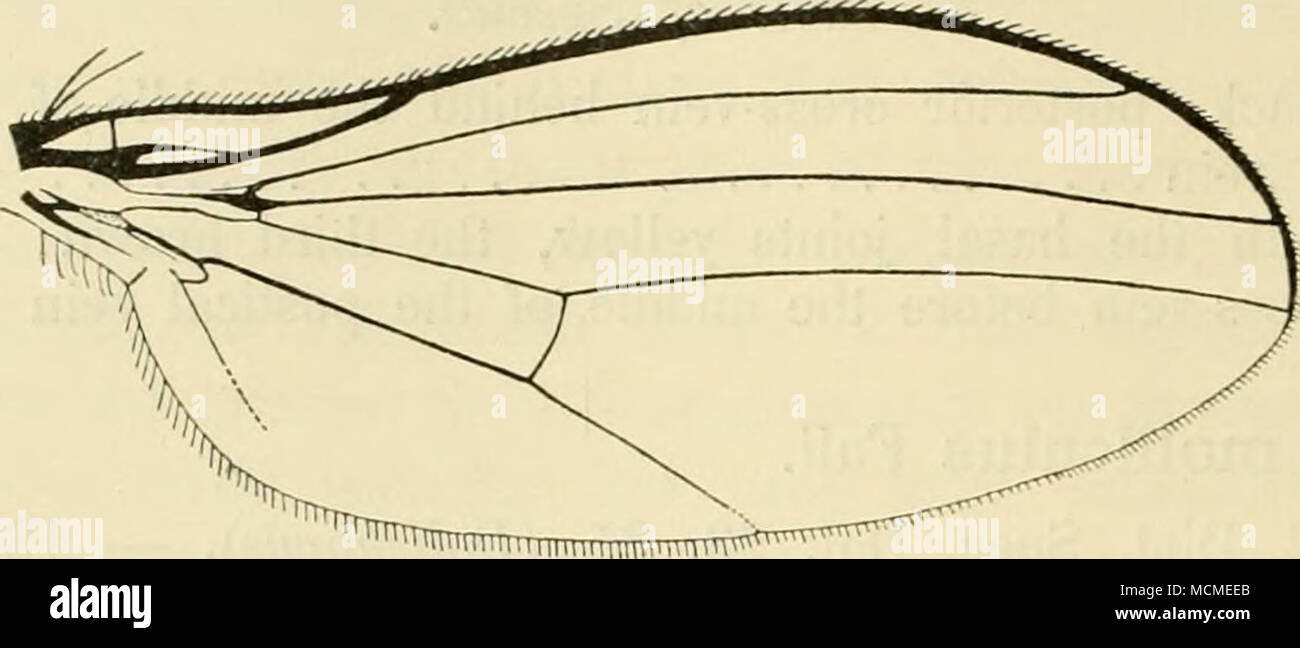 . Fig. 123. Wing of C. molliculus d&quot;. Length 2,2—2,5 mm. C. molliculus is not common in Denmark, and has only been taken in Ordrup Mose (Stæger, the author). The dates are in July. Stæger took his specimens on Gorylus. Geographical distribution:— Europe down into Italy; towards the north to middle Sweden, 2. C. concinnus Zett. 1843. Zett. Dipt. Scand. II, 489, 11, et 1859. XIII, 5037, 11 (Chrysotus). — 1903. Kat. palaarkt. Dipt. II, 349. — Dolichopus molliculus Fall. 1823. Dipt. Suec. Dol. 23, 35, p.p. Male. Vertex and frons green, slightly pruinose. Epistoma green. Palpi yellowish. Occip Stock Photo
