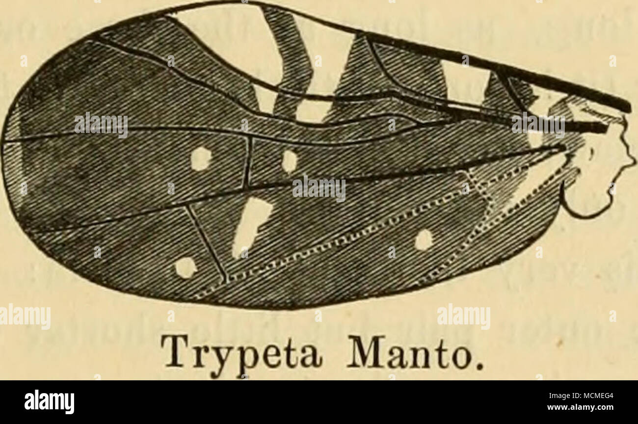. a great resemblance to that of Themara ampla Wk., J. Pr. Lin. Soc. I, Tab. I, f. 5, but with this important diff'erence: in Trypeta Manto both triangular white spots on the costa lie within the stigmal cell (third costal cell of Loew. Monogr. etc. I, p. XXIVj; in T. ampla one of them is outside of that cell. The reason lies in the very peculiar venation of T. Manto: the stigmal cell here is unusually large, owing to the course of the first vein, the tip of which is more distal than in the related species; beyond this tip, the costa is stouter, as it is in T. Al- kestis, but for a shorter dis Stock Photo