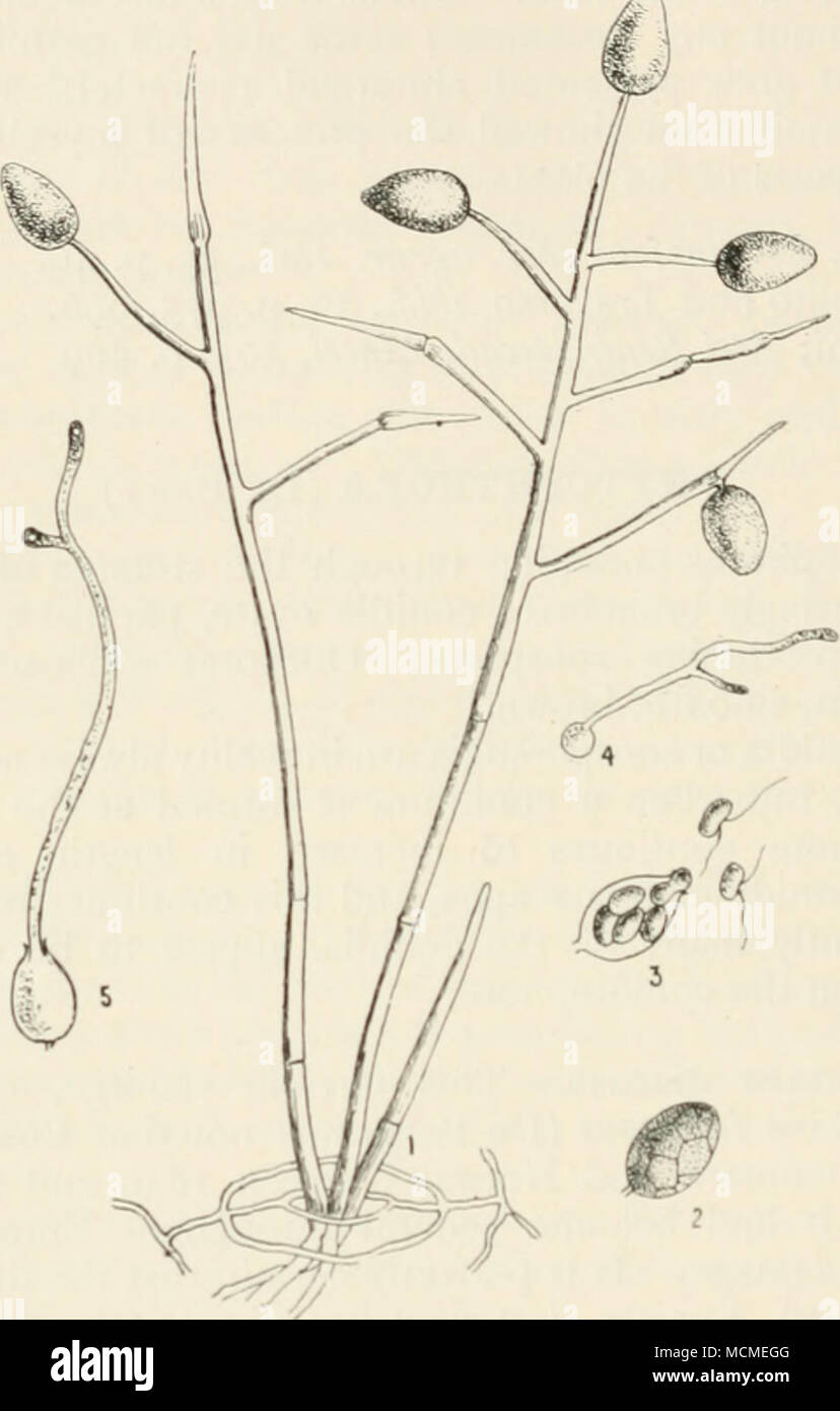 . Fig. 27.—Phytophthora iii/estans. i, a cluster of conidiophores with conidia, emerging through a stoma of the leaf of a potato plant; 2. a free conidium, the contents of which are breaking up into zoospores ; 3. a conidium liberating zoospores ; 4. a zoospore that has come to rest and is germinating ; 5. a conidium germinat- ing by the protrusion of a germ tube. All highly mag. steam, became general, the hibernating mycelium present in the tuber survived the voyage. The first indication of the disease is the appearance of small brownish blotches on the leaves; these quickly increase in size, Stock Photo