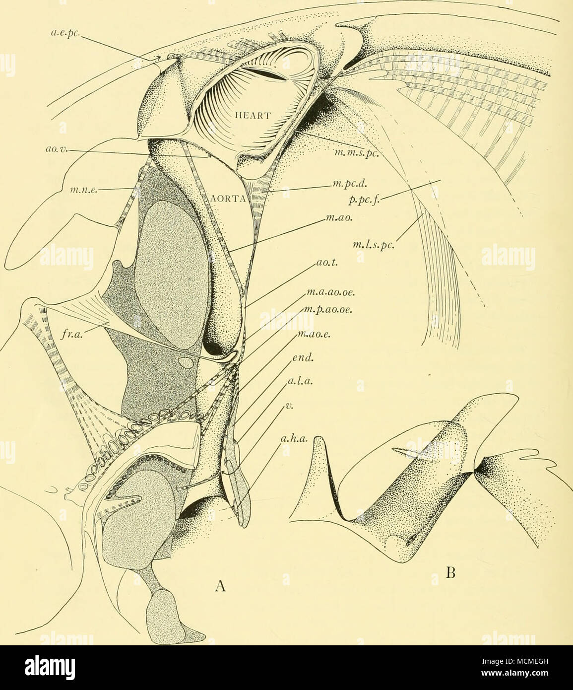 . Fig. 4. A. Right half of the fore-part of Doloria levis, viewed from the sagittal plane, to show the blood system and associated muscles. B. Left half of pericardial floor and heart, which have been removed to obtain the view shown in Fig. 3 A. a.e.pc. anterior entrance to pericardium; a.h.a. anterior hypostomal apodeme; a.l.a. antenno-labral apodeme; ao.t. aortic tendon; ao.v. aortic valve; end. endosternite; fr.a. frontal apodeme; m.a.ao.oe. anterior aortic-oesophageal muscle; m.ao. aortic muscle; m.ao.e. aortic- endosteinite muscle; m.l.s.pc. lateral sub-pericardial muscle; m.tn.s.pc. med Stock Photo