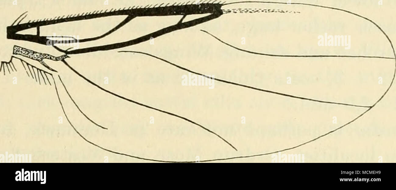 . Fig. 51. Wing of T. intermedia ^. half as large as the posterior. Pleura black, somewhat rugose. Ab- domen black, a little greyish, dull; first segment a little and sixth distinctly elongated, the first triangularly excised in the hind margin; second segment with a granulated or papillate patch on its base; abdomen sparingly with short hairs, best visible at the hind margins of the segments and the sides. Hypopygium large, but smaller than in opaca, well chitinised; it is greyish, but black and shining above at the base; with regard to the side prolongations from the tergite it is similar to Stock Photo