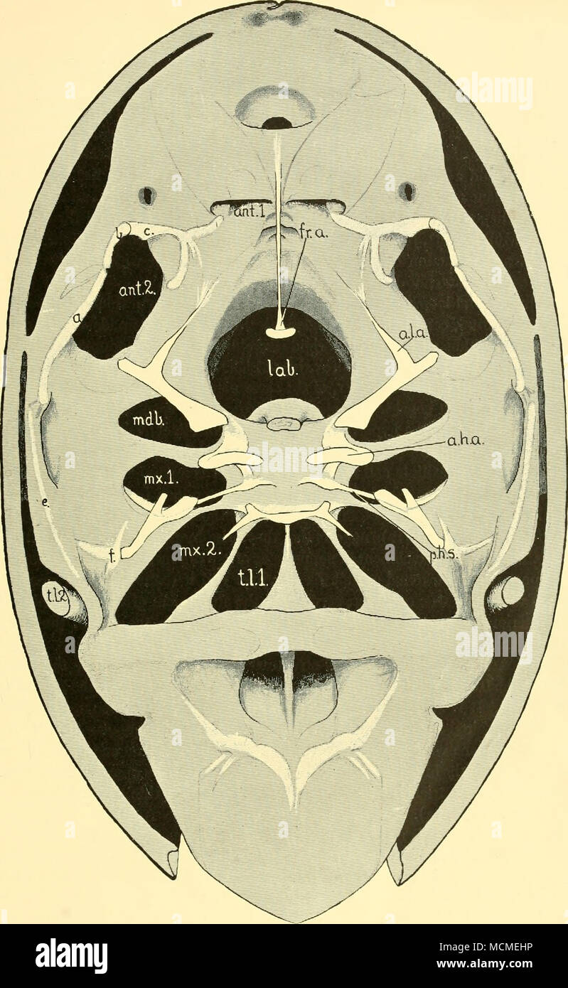 . Fig. 3. Semi-diagrammatic view of the ventral skin of Doloria levis, seen from the inside, and shovvmg the attachments of the Hmbs (black) and the endoskeletal structures (white), a.h.a. anterior hypostomal apodeme; a.l.a. antenno-Iabral apodeme; ant.i. antennule; ant. 2, antenna; fr.a. frontal apodeme; lab. labrum; mdb. mandible; mx. i, maxillule; mx. 2, maxilla; p.h.s. posterior hypostomal strut; t.l. i, first trunk limb; t.l. 2, second trunk limb, (x 134 approx.) Stock Photo