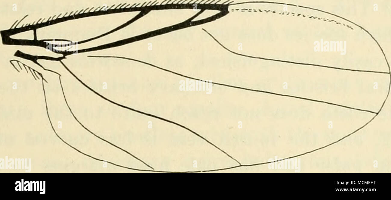 . Fig. 44. Wing of P. Bergenstammi $. joint is relatively a little larger than in the male and more hairy, the claws are long and broad, the empodium long, curved upwards and hairy below the apical part, the hair above, between the claws is long, curved downwards, flattened and band-shaped; also the pulvilli are larger; the same features are present on the hind tarsi, but to a smaller degree. The seventh abdominal segment is deeply excised above and often reddish. Length. The species may vary very considerably in size, the length from 1,5 to 3,5 mm, the female is generally the larger. Both Mik Stock Photo