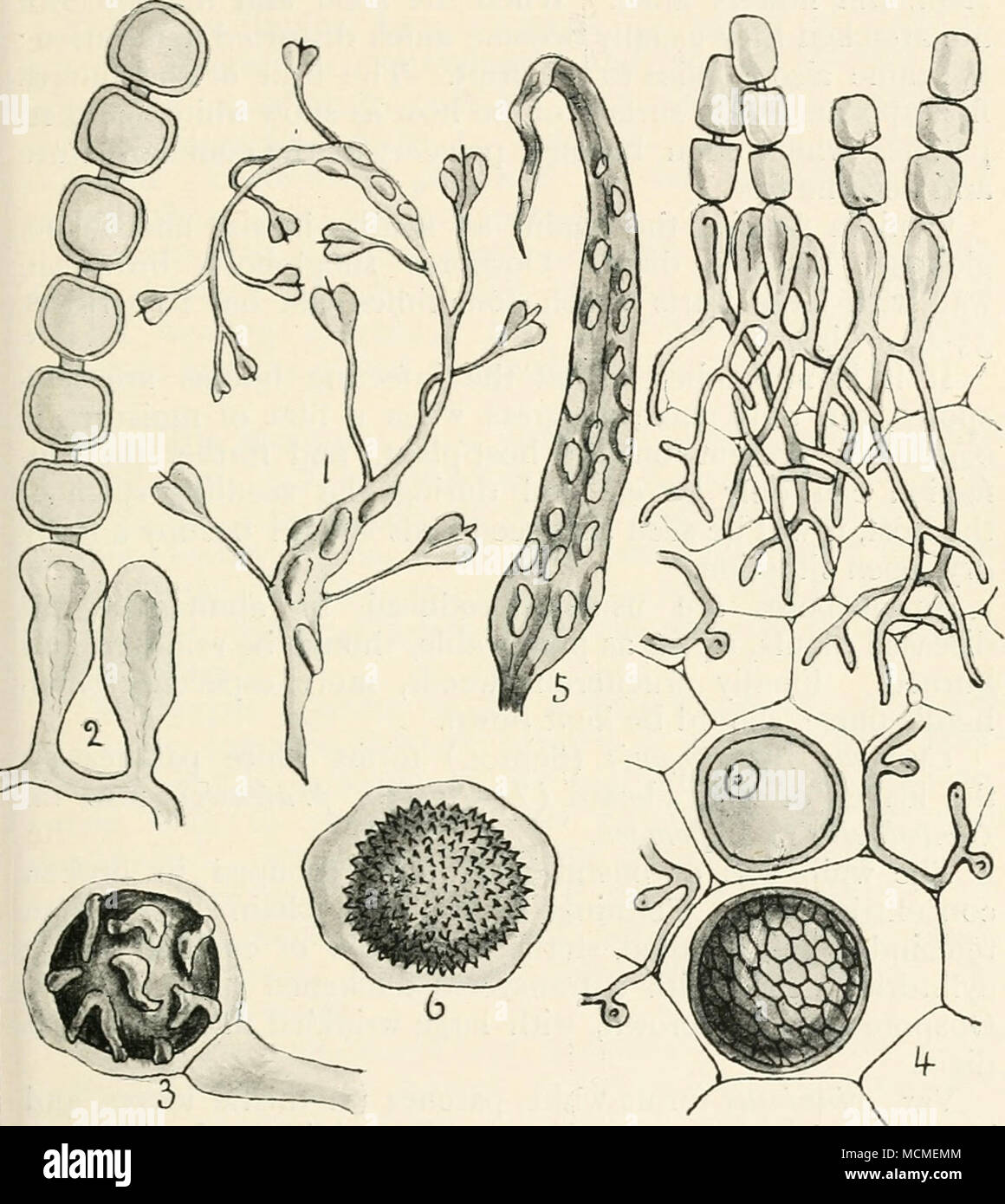 . Fig. 29.—Cyziopus candid us. i, fungus on shepherd's purse ; 2, conidial form of fruit; 3, oospore ; 4, Cystopus portulacae, conidia and oospores in various stages of development ; 5, Cystopus trogopogonis, on leaf of goat's- beard; 6, oospore of same. Figs, i and 5, nat. size ; remainder highly mag. Lev.) attacks nearly all plants belonging to the crucifer family, in every part of the world. Among species of economic value may be enumerated : horse-radish, radish, Stock Photo