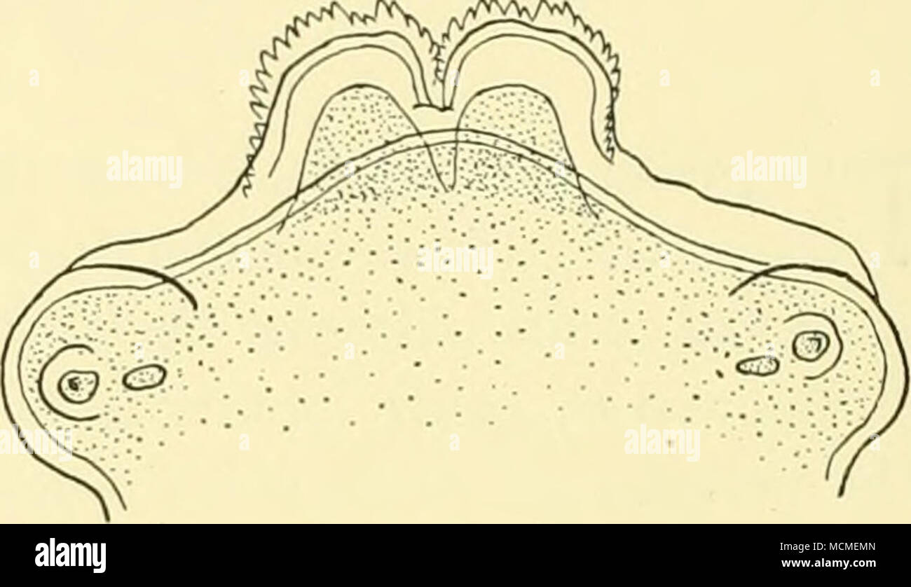 . 544 DISCOVERY REPORTS Anisakis catodontis, sp. n. (Fig. i) Among specimens of A. physeteris in the stomach of a sperm whale (No. 932) at Saldanha Bay, South Africa (August 10, 1926), there were a single mature male and several immature forms of a different species. The male is about 80 mm. in length and i -3 mm. in thickness. The cuticular striations are coarse in the oesophageal region, where the interval between them is about 0-05 mm. In the middle region of the body, however, they are much finer, the interval being about 00075 mm. Each lip has a broad base and a narrow anterior lobe, deep Stock Photo