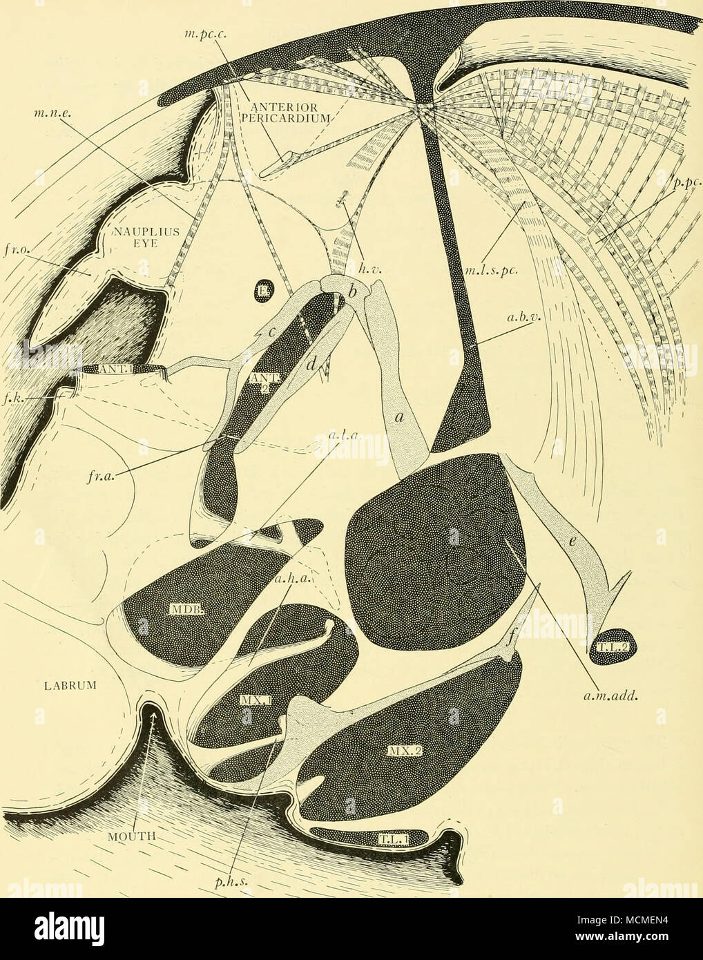 . Fig. 2. Side view of Doloria levis, the left valve, the limbs and the left eye having been removed. The attachment of the limbs to the body and the body to the shell are indicated approximately. They are shaded by a dark, and the sclerite system by a light stippUng. The musculature associated with the pericardium and dorsal body wall is also figured, a.b.v. attachment of body to valves; a.h.a. anterior hypostomal apodeme; a.l.a. antenno-labral apodeme; a.m.add. attachment of adductor muscle; f.k. frontal knoh; fr.a. frontal apodeme; /r.o. frontal organ; h.v. hepatic valve; m.l.s.pc. lateral  Stock Photo
