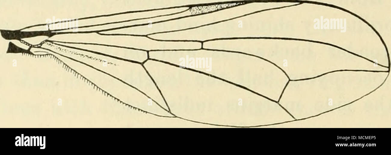 . Fig. 17. Wing of P. atei- ?. P. ater is common in Denmark, Ordrup Mose, Ermelund, Dyre- haven, Lyngby Mose, Fure Sø, Søllerød, Ørholm, Geel Skov, Ruder- hegn, Alindelille, Vemmetofte, on Langeland at Lolials, on Lolland at Lysemose and in Kæld Skov, in Jutland in Grejsdal at Vejle, at Ry and Horsens and on Bornholm at Allinge; my dates are '/s—^&quot;/s. Pupæ were taken on ^^/s at Skovrøddam in Ruderhegn in flood refuse, the imagines emerged in the first days of May (Kryger.) Geographical distribution: — Europe down into Italy, towards the north to northern Sweden. Remarks: It seems to me th Stock Photo