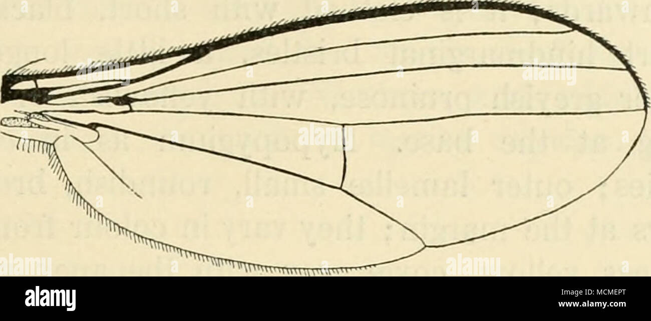 . Fig. 56. Wing of H. metallicus d&quot;. with the cubital vein; posterior cross-vein placed after the middle and thus the tirst and second part of the discai vein approximately of the same length; axillary lobe somewhat developed. Squamulæ yellow, black fringed. Halteres yellow. Female. Epistoma broader than in the male, but not specially broad, grey. Antennæ shorter, third joint very short. Wings slightly more tinged. Length 3,8—4,4 mm. The pupa is pale yellow, it has a length of 4,5 mm. H. metallicus is not rare in Denmark; Charlottenlund, Ordrup Mose, Ermelund, Dyrehaven, Bøllemosen, Lyngb Stock Photo