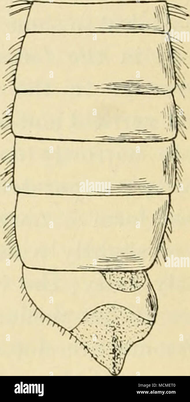 . Fig. 4. Abdomen of P. zonatus (J from above. a postscutellum, behind it the narrow metanotum. 6, 7, 8, sixth, seventh and eighth segments. The unsymmetrical hind margin of the fifth segment is seen. Fig. 5. Abdomen of P. Thomsoni S from above; in this species sixth and seventh segments are not visible on the dorsal side; the last segment is the eighth w^ith its apical im- pression. prothoracic parts form at the humeri a curious, somewhat elevated knob; the thoracic disc has generally very sparse and fme, some- times scarcely perceptible hairs, present only as dorsocentral rows and behind the Stock Photo