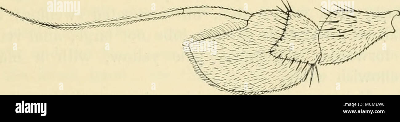 . Fig. 42. Antenna of D. agilis d, from the inside. X 65. with a coppery middle stripe and somewhat coppery at the sides; it is somewhat pruinose, not much shining!; scutellum finely yellow pubescent; postscutellum green, greyish pruinose. Pleura green, grey pruinose; propleura with few, fine, palc hairs and a black prothor- acic bristle. Abdomen green, with coppery reflexes, and with dark or coppery hind margins to the segments; it is somewhat whitish pruinose, especially downwards; it is clothed with short, black hairs, and has hindmarginal bristles, which are not distinctly longer on the fi Stock Photo