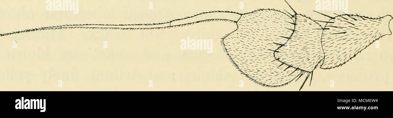 . Fig. 44. Antenna of D. simplex 9, from the inside. X 65. Female. Epistoma broad, yellowish grey. Antennæ slightly shorter than in the male. Front coxæ more black-haired; for the rest similar to the male. Length 4—4,5 mm. This species may be known from notabilis, caligatus and lineato- cornis, besides by other characters, by the basal joints of the antennæ being quite yellow, or at all events more yellow than in the named species; with regard to the males notahilis has a long hair at the tip of the front tibiæ, and caligatus and lineatocornis have differently coloured epistoma and longer hair Stock Photo