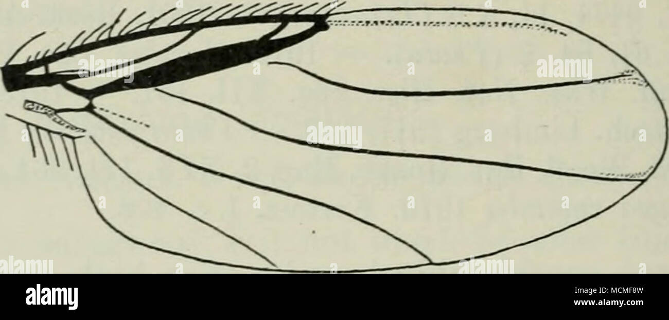 . Fig. 79. Wing of A. humeralis S- sixth segment much smaller; hind femora likewise with bristly hairs below the apical part; costa beyond the middle; third vein normal though strong and a little thickened. Length 2—2,5 mm. A. humeralis is rare in Denmark; Lerso (Stseger), Bogo south of Sealand and in Jutland at Skamling south of Kolding (the author), in all four males and one female; the dates are in July. Geographical distribution: — Northern and middle Europe into Holland and Germany; towards the north to northernmost Scandi- navia. Remarks: As Collin has shown (Wood 1. c. 2, XIX, 254) hume Stock Photo