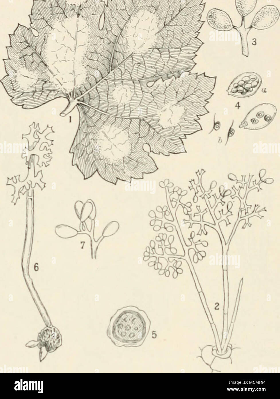 . Fig. 26.—Plasmopara viticola. i, under surface of a vine leaf showing white patches of mildew ; 2, group of conidiospores bearing numerous conidia ; 3, three conidia more highly mag.; 4, conidia containing zoospores, in b, two zoospores have escaped from the conidium ; 5, mature oospore or nsting-spore ; 6, an oospore germinating and producing a conidiopiiore (after Prillieu.x) ; 7, autumnal form of conidiophore bearing a few large conidia (after Prillieu.x). Fig. i reduced, remainder highly mag. Oospores are produced in abundance in the dying portions of the plant. When a plant is attacked, Stock Photo