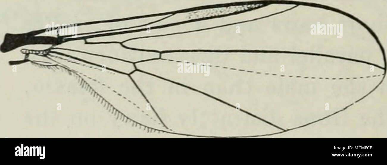 . Fig. 32. Wing of Ch. spurius $. hypopygium with its ovipositor is similar to that in Pipunculus; the hairs on abdomen are long at the sides and especially so on first segment; the male hypopygium has also longish hairs. Legs some- what slender, hind tibiae formed as in Pipunculus; anterior femora with long hairs on the posteroventral side and hind femora likewise on the anteroventral side in the apical half, tibiae short-haired, only hind tibiae with one or a couple of long hairs above on the middle; claws and pulvilli of medium size, empodium short, bristle-shaped, with hairs below. Wings s Stock Photo