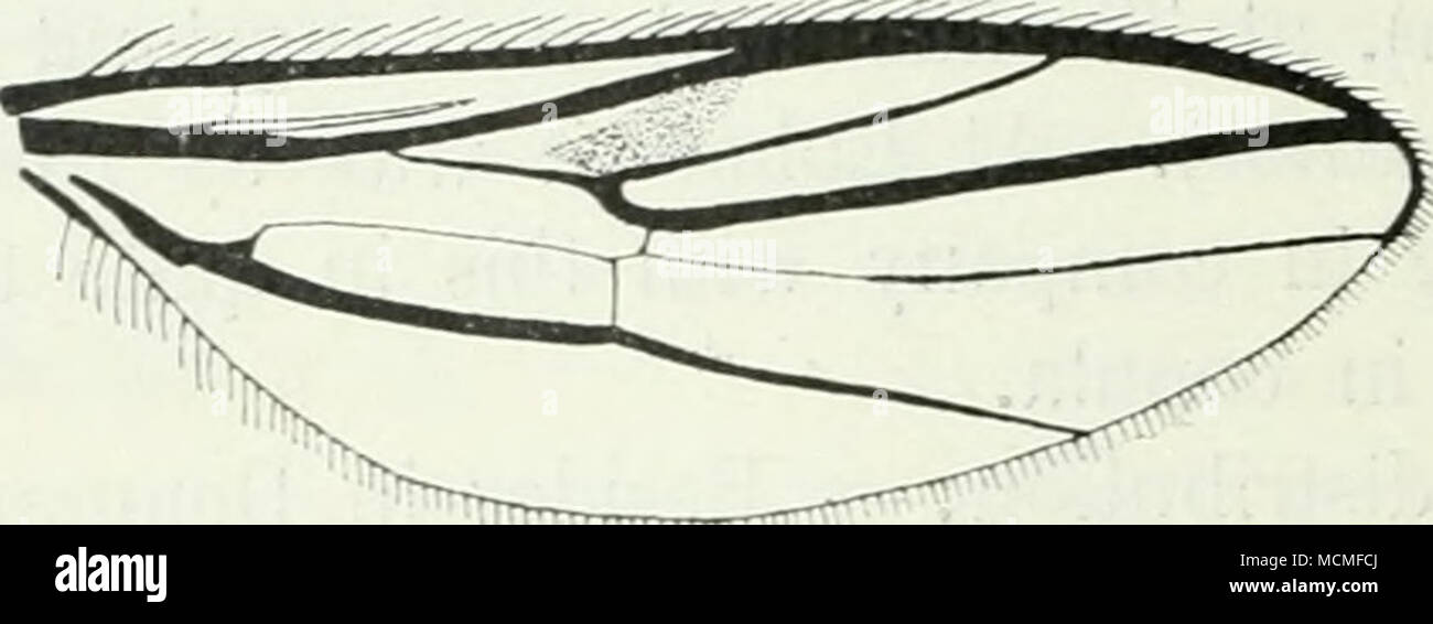 . Fig. 129. Wing of Ch. arenaria. {the author); it was present in great numbers together with the three preceding species. It is especially found running in the sea-weed on the shore among which it slips swiftly, and it seems never to fly, for which, I think, the wings are not sufficiently developed. Geographical distribution: — Scandinavia, Denmark and England; it goes towards the north to northern Sweden but it is not known south of Denmark and England. 5, Ch. incana Walk. 1851. Walk. Ins. Brit. 1, 138, 3. — 1903. Kat. palaarkt. Dipt. 11, 278. Male. Frons and vertex grey; epistoma and palpi  Stock Photo