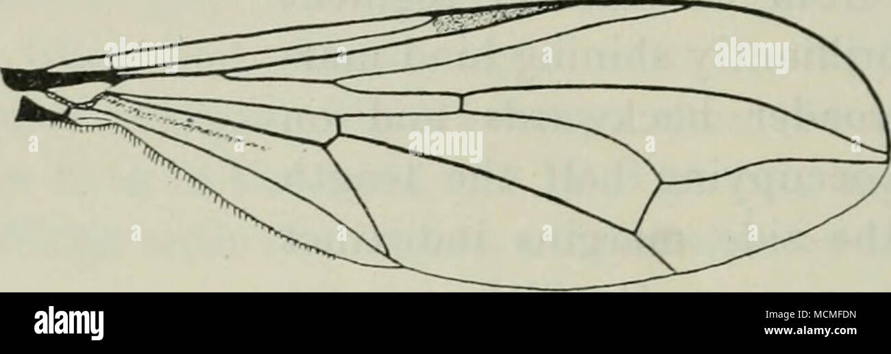 . Fig. 17. Wing of P. ater ?. P. ater is common in Denmark, Ordrup Mose, Ermelund, Dyre- haven, Lyngby Mose, Fure So, Sollerod, 0rholm, Geel Skov, Ruder- hegn, Alindelille, Vemmetofte, on Langeland at Lohals, on Lolland at Lysemose and in Kseld Skov, in Jutland in Grejsdal at Vejle, at Ry and Horsens and on Bornholm at Allinge; my dates are '/s—^&quot;/s. Pupae were taken on ^^U at Skovroddam in Ruderhegn in flood refuse, the imagines emerged in the first days of May (Kryger.) Geographical distribution: — Europe down into Italy, towards the north to northern Sw^eden. Remarks: It seems to me th Stock Photo