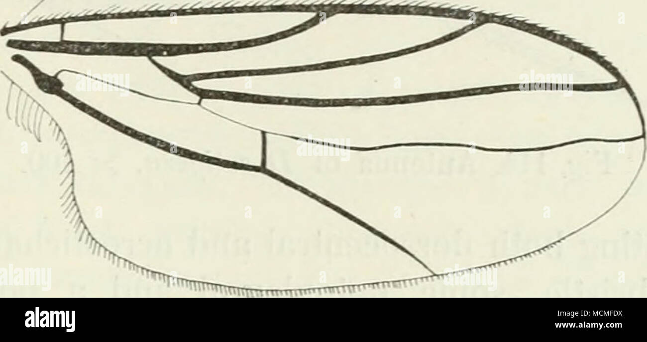 . Fig. 113. Wing of D.aterrinia, the mediastinal vein not seen. the base to a little beyond the postical cross-vein, the last part of the vein is slightly undulated. Halteres brownish yellow to brownish. Female. Quite similar to the male, only the abdomen pointed. Length 1,6—2 mm. I have determined this species by comparison with specimens of aterrima sent to me from Mr. Verrall, but in reading Loew's descrip- tion of his nervosa, which according to the Kat. palaarkt. Dipt, is identical with nigritella Zett., I find no distinguishing character, e. g. the absence of the bristles on the anterior Stock Photo