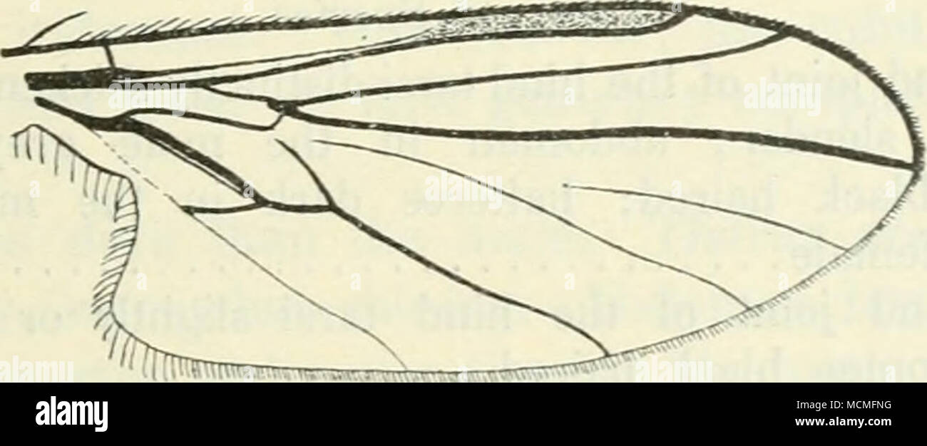 . Fig. 5. Wing of B. spuria. there is a pair of small, styliform lamellae, hi the female the abdomen is pointed and terminates with two small, styHform lamellae. The legs are slender, the hind legs the longest; the hind tibiae often a little thickened towards the apex and the hind metatarsi more or less thickened; the legs have shorter and longer hairs and bristles; middle tibiae with small apical or subapical spurs. There are two claws, two pulvilh and a small, bristle-shaped empodium with bristles on the lower side; also the claws are hairy. The wings have the media- stinal vein not quite re Stock Photo
