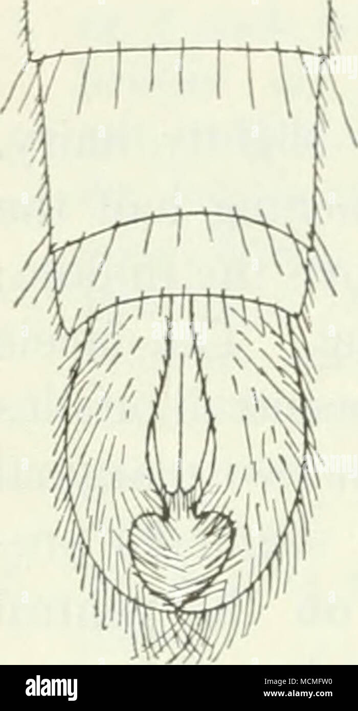 . Fig. 22. Vh. albiceps, male forceps, from above. Venter greyLsh brown. Abdomen clothed with short, yellowish, in the middle line blackish, hairs; at the hind margins of the segments there are long, yellow bristles which are longest on the anterior segments and towards the sides. Venter sparingly clothed with long, pale hairs. Genitalia black, the lower forceps greyish at the base, the ventral lamella greyish as the foregoing segments; the hairs black above, yellowish below and at the apex. The upper forceps with a large excision above. Legs black; coxae grey with long, greyish white hairs, a Stock Photo