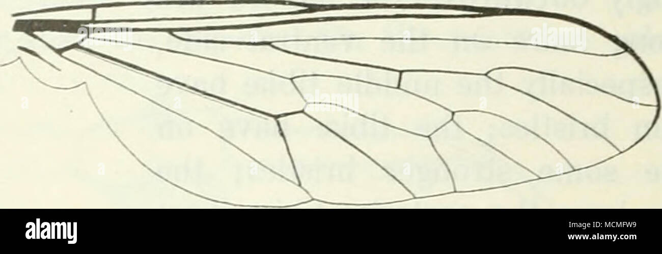 . Fig. 17. Wing of L. brevirostris. Male. Face distinctly arched, only slightly greyish just at the eye- margins; epistomal heard varying in colour from black with whitish ends of the hairs to quite whitish. Proboscis and palpi black. Frons and vertex black with brownish hairs. Occiput grey with whitish hairs. Antennae black. Thorax black, somewhat shining, coarsely punctate; two narrow median lines glabrous. The disc clothed with long hairs which are black or brownish in front, paler to whitish backwards. Scutellum with white hairs. Pleura black, somewhat greyish pruinose; they are more disti Stock Photo
