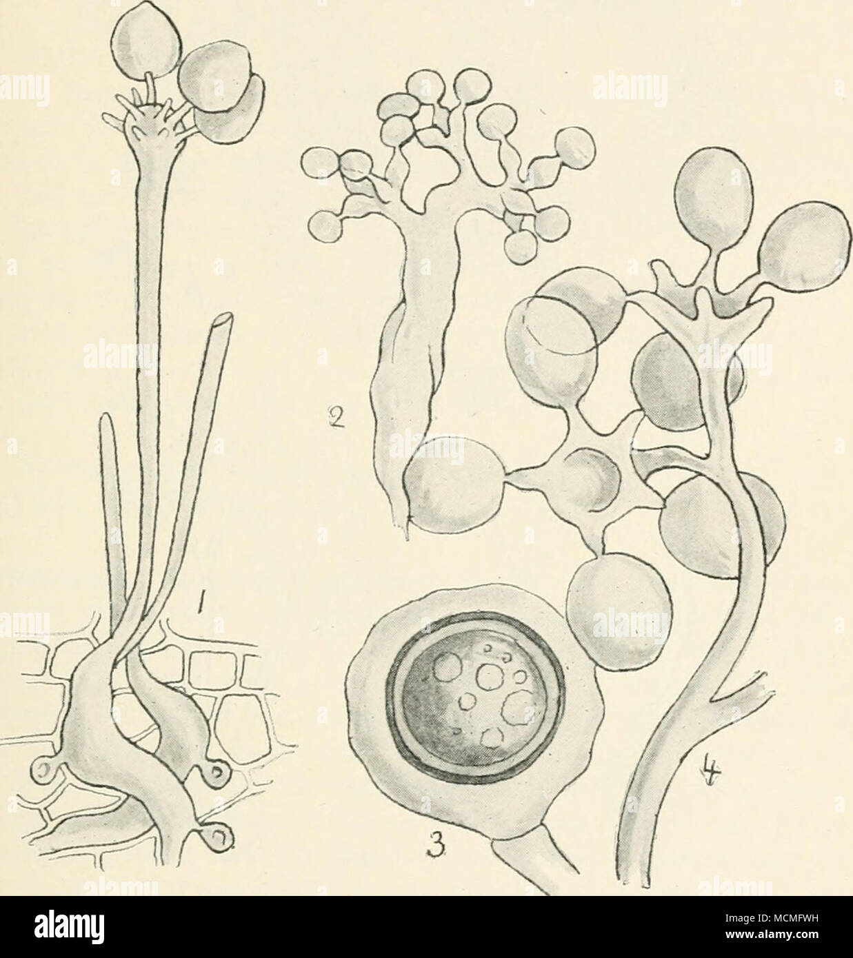 . Fig. 25.—Basidiospora entospora. 2, 3, Sclerospora graminis, conidial stage and oospore ; 4, Bremia lactucae, portion of conidial stage. All highly mag. yellowish-green patches on the upper surface of the leaf. Corresponding areas on the under surface soon become covered with a delicate greyish mildew; these patches continue to increase in size, and run into each other, until finally the entire under surface is covered with mildew. Soon after this stage has been reached the leaf turns yellow, then brown, dries up and falls, but not before myriads of spores have been Stock Photo