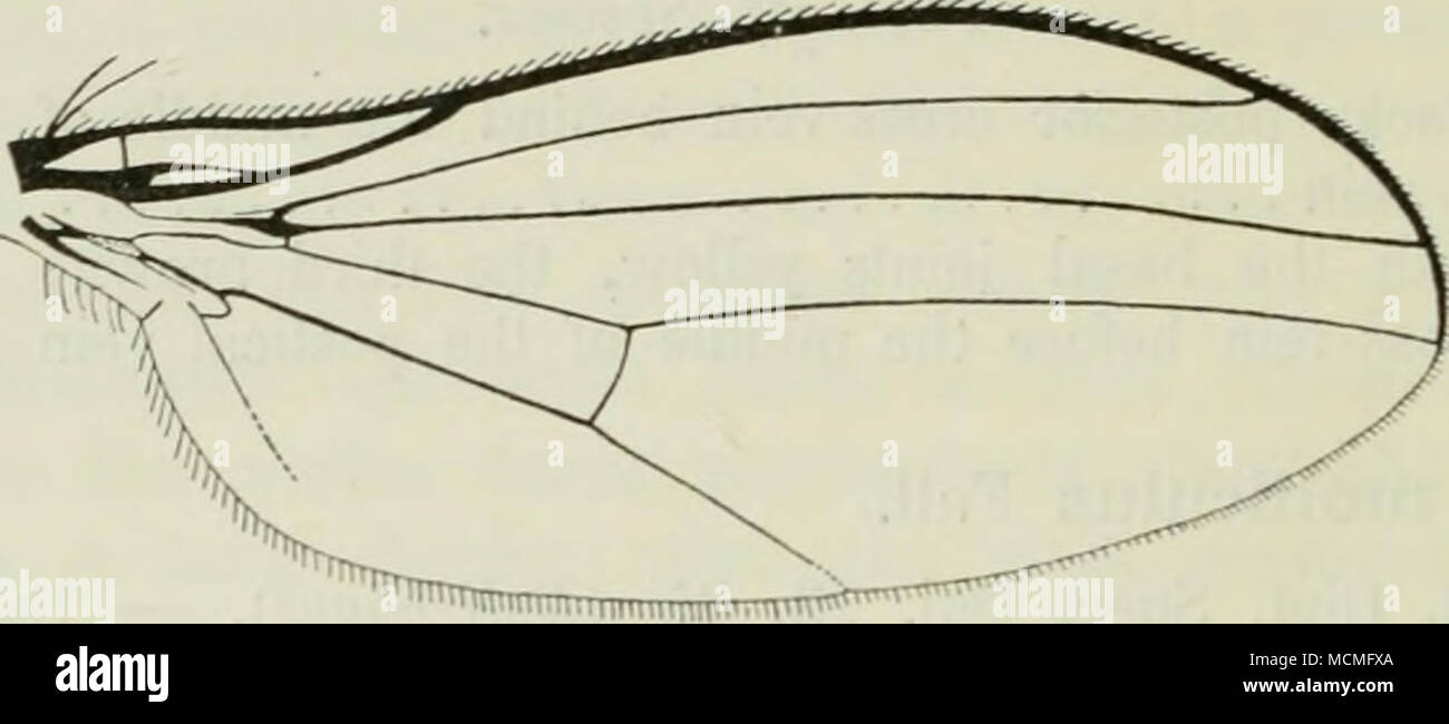 . Fig. 123. Wing of C. molliculus d&quot;. Length 2,2—2,5 mm. C. molliculus is not common in Denmark, and has only been taken in Ordrup Mose (Staeger, the author). The dates are in July. Stseger took his specimens on Gorylus. Geographical distribution:— Europe down into Italy; towards the north to middle Sweden. 2. C. concinnus Zett. 1843. Zett. Dipt. Scand. II, 489, 11, et 1859. XIII, 5037, 11 {Chrysotus). — 1903. Kat. palaarkt. Dipt. II, 349. — Dolichopus molliculus Fall. 1823. Dipt. Suec. Dol. 23, 35, p.p. Male. Vertex and frons green, slightly pruinose. Epistoma green. Palpi yellowish. Occ Stock Photo