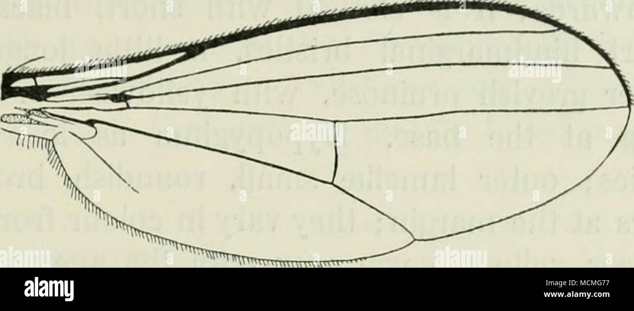 . Fig. 56. Wing of E. metallicus d*. with the cubital vein; posterior cross-vein placed after the middle and thus the tirst and second part of the discal vein approximately of the same length; axillary lobe somewhat developed. Squamulae yellow, black fringed. Halteres yellow. Female. Epistoma broader than in the male, but not specially broad, grey. Antennae shorter, third joint very short. Wings slightly more tinged. Length 3,8—4,4 mm. The pupa is pale yellow, it has a length of 4,5 mm. H. metallicus is not rare in Denmark; Gharlottenlund, Ordrup Mose, Ermelund, Dyrehaven, Bellemosen, Lyngby M Stock Photo