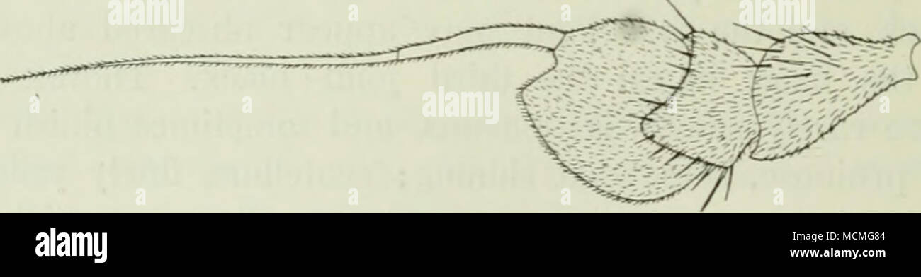 . Fig. 44. Antenna of D. simplex 9, from the inside. X 65. Female. Epistoma broad, yellowish grey. Antennae slightly shorter than in the male. Front coxae more black-haired; for the rest similar to the male. Length 4—4,5 mm. This species may be known from notabilis, caligahis and lineato- cornis, besides by other characters, by the basal joints of the antennae being quite yellow, or at all events more yellow than in the named species; with regard to the males notabilis has a long hair at the tip of the front tibiae, and caligatus and lineatocornis have differently coloured epistoma and longer  Stock Photo