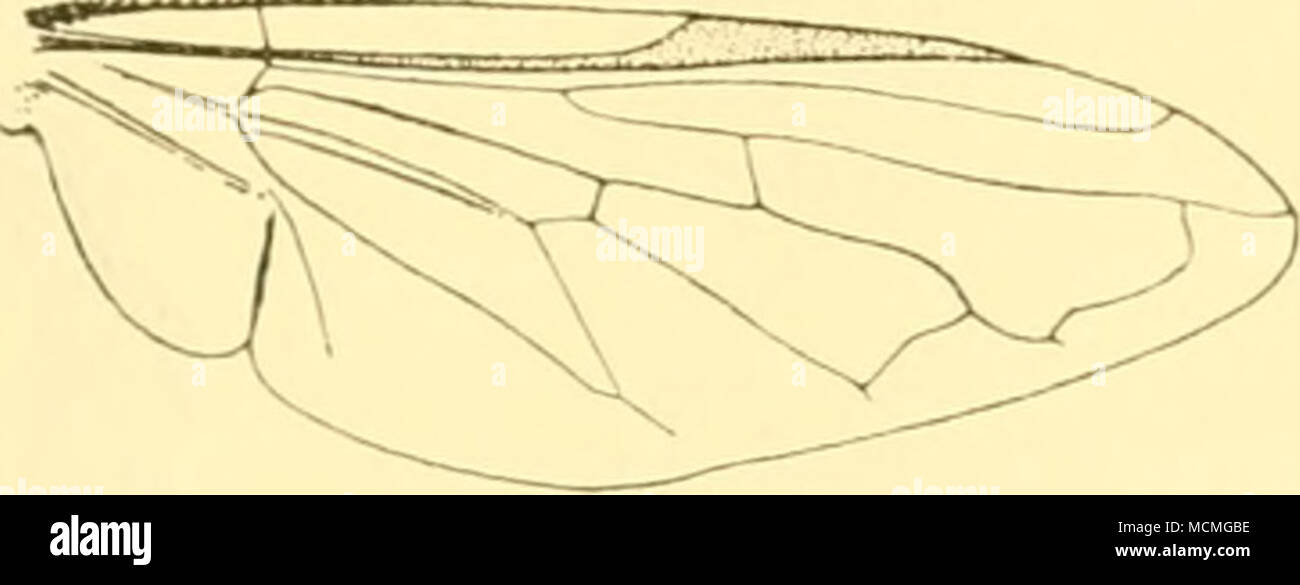 . Fig. 10.— Chry^ogaster (Orihoneura) indica, Brun., wing. with the usual amount of greyish pubescence, under sides of tarsi reddish-brown. Wings pale grey; stigma yellowish ; halteres orange. Length, 6 mm. Described from a miique 6 in the Indian Museum, from the Kaugra Valley, Punjab, 4500 ft., xi. 1909 {Dudgeon). Genus CHILOSIA, Melg. Cheilosia, Meigen, Syst. Beschr. iii, p. 296 (1822), aud vii, p. 123 (1838). Lristcdis, Zetterstedt, Fallen, et auct. Lejuta, Kondani, Dipt. Ital. Prod, ii, p. 176, nota (1857). Cartost/rpkus, ]&gt;igi)t, Anu. Soc. Ent. France, (6) iii, p. 230 (1883). Gexottpe, Stock Photo