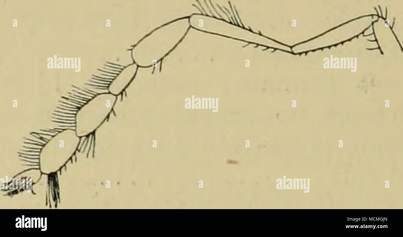 . Fig. 29.—Empi^ amplitar^is, sp. uot., front leg of male. Avith long dense hairs on upper and outer sides, a few short hairs on inner and lower sides, the 4th also bearing a denser bunch on upper side near tip. Wings pale grey; venation ajjproximately normal, anterior ci'oss-vein at | discal cell; halteres moderately dark brown. Described from a single 6 from the Pusa collection from Belgaum, Bombay Presidency, 2500 ft., ll.viii. 1910 {Fletcher), presented to the British Museum. A label attached by Mr. T. Bainbrigge Fletcher says: &quot;Fore- legs are stretched out in front and function as an Stock Photo