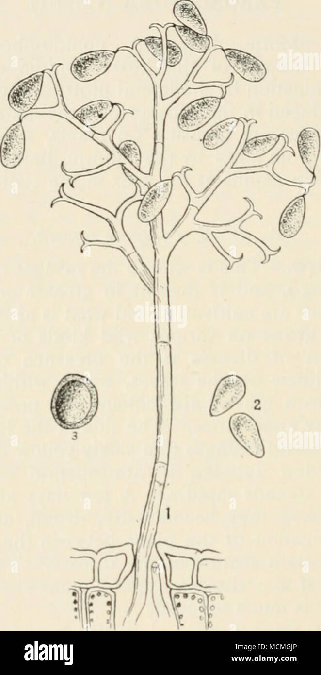 . Fig. 24.—Peronospora SchUidcni. i. a conidiophore that has emerged through a stoma of an onion leaf; 2, free conidia ; 3, oospore or resting-sporc. All highly mng. almost entirely on weather conditions; when the disease is already present a few bright, dry days will cause its almost entire disappearance, the onions will again begin to grow, and will be but little the worse for the check. On the other hand, a continuance of damp, dull weather proves disastrous. Stock Photo