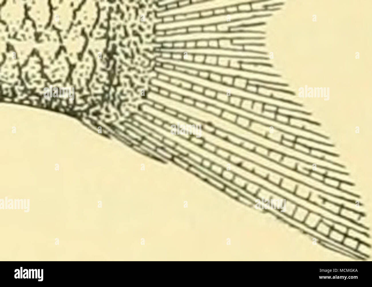 . Fig. 38. Melamphaes atlanticus. Holotype. (x i.) Melamphaes beanii, Giinther, 1887. Norman, t.c. p. 166. St. 78. 12. vi. 26. 35° 18'00&quot; S, 19° 01' 10&quot; W. Young-fish trawl, 1000 (-0) m.: i specimen, 105 mm. St. 86. 24. vi. 26. 33° 25' 00&quot; S, 6° 31' 00&quot; E. 4I m. net, horizontal, 1000 (-0) m.: 2 specimens, 45-70 mm. St. 87. 25. vi. 26. 33° 53' 45&quot; S, 9° 26' 30&quot; E. Young-fish trawl, 1000 (-0) m.: 2 specimens, 128- 130 mm. St. 100. 3-4. X. 26. 33° 20' 00&quot; to 33° 46' 00&quot; S, 15° 18' 00&quot; to 15° 08' 00&quot; E. Young-fish trawl, 900-1000 m.: I specimen, 12 Stock Photo