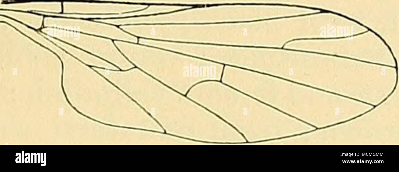 . Fig. 32.—Hilara compacfa, Brim., wing. thickened, as wide as the tibia?, and longer than the remaining fore tarsal joints; posterior metatarsi normal, not so long as the remaining tarsal joints. Wings pale grey; stigma elongate, pale brownish, ill-defined ; halteres dirty brownish yellow. Length, barely 2^ mm. Described from three 8 6 in the Indian Museum from Simla, 16. v. 1909 (type) and 9. v. 1909 (Anncindole). 295. Hilara bares, Walk. Hilara bares, Walker, List Dipt. Brit. Mus. iii, p. 491 (1849). &quot; Body brown, clothed with short black hairs ; eyes dark red ; feelers and mouth black Stock Photo