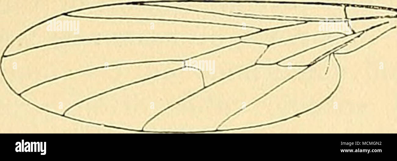 . Fig. 28.—Bhamphomyia grhconigra, Brim., wing. Wings pale brown, stigma an indistinct darker brown streak; halteres dirty brownish yellow. Length, 4 mm. Described from a single 6 from Muudali, 9000 ft., Dehra Dun, 12. x. 1910, in the Indian Museum. Genus EMPIS, L. Empis, Linnaeus, Syst. Nat. 10th ed. p. 603 (1758). Platyptera, Meigen, Illig. Mag. ii, p. 269 (1803). Pachymeria, Stephens, Syst. Cat. Brit. Ins. ii, p. 262 (1829). Platy'pterygia, Stephens, he. cif. p. 263. Pachymerina, Macquart, Hist. Nat. Dipt, i, p. 333 (1834). Eriogaster, Macquart, Dipt. Exot. i, pt. 2, p. 162 (1839). Enoplemp Stock Photo