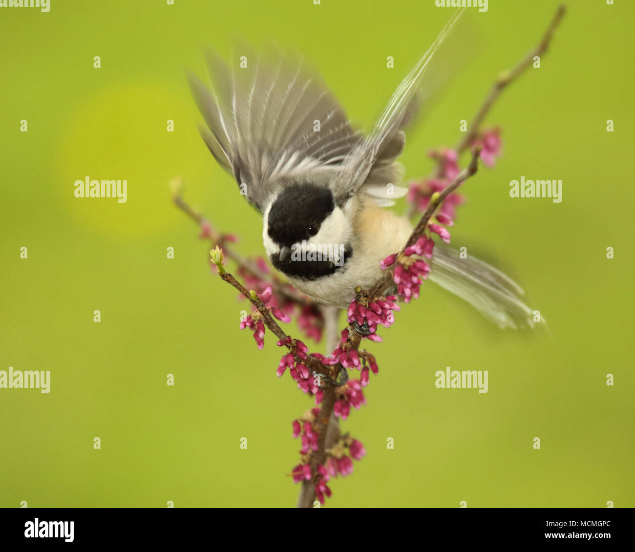 A Black-capped Chickadee fluttering among Redbud blossoms. Stock Photo