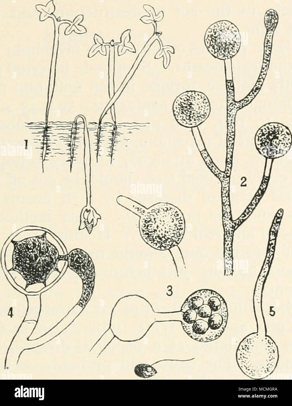 FiG. 22,.—Pythium de baryanum. i, seedlings of cress [Le- pidizim sativutn)  attacked by the fungus ; 2, mycelium bearing conidia at the tips of the  branches ; 3, sporangia in different