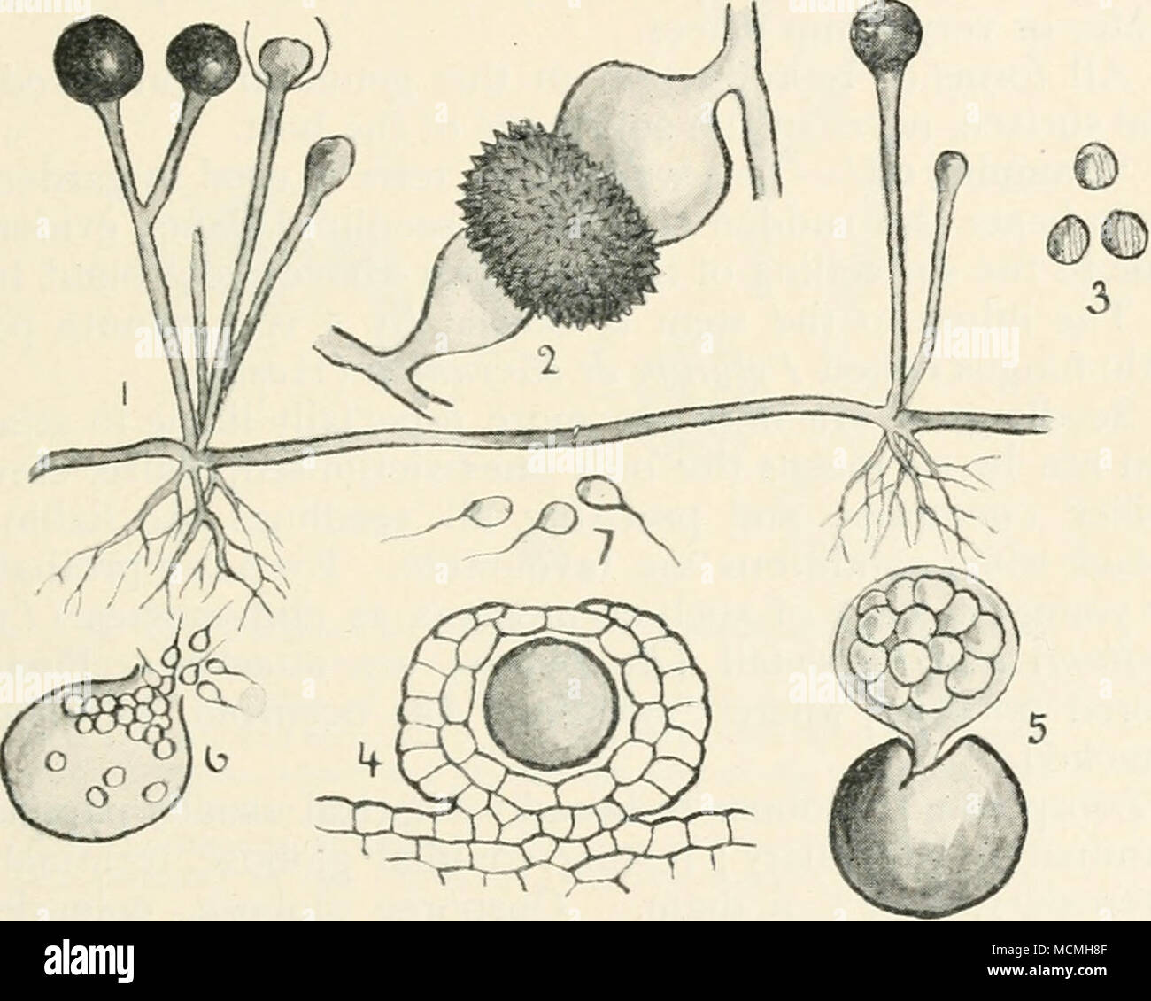 . Fig. 22.—Rhizopus nigricans, i. portion of fungus; 2, zygo- spore; 3, spores; 4, Synchytrium taraxici; resting-spore in epidermal cell ; 5, resting-spore liberating a mass of sporangia ; 6, a sporangium liberating zoospores. All highly mag. Synchy trill in Niessii (Bubak) forms warts on the leaves of Gagea and Ornithogalum utjibellatum. The warts are at first dirty white, bounded by a dark brown line. Resting-spores globose, single or 2-10, sometimes up to 20 in inflated or spindle-shaped epidermal cells. Bubak, F., Sep. Osterr. Bot. Zeitschr., No. 7, Ser. 2 (1898). Stock Photo